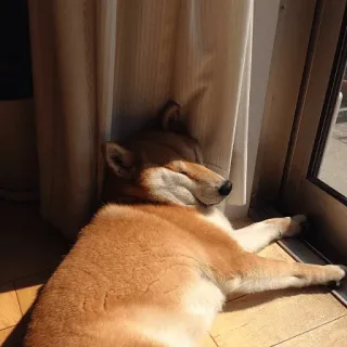 🤒 chien, animal, animal de compagnie, shiba inu, dormir, soleil, mignon whatsapp sticker