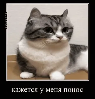 💩 кажется у меня понос แมว, มีม, ตลก, สัตว์ whatsapp sticker