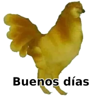 ✋ Buenos dias pollo, doge, meme, buongiorno, animale telegram sticker