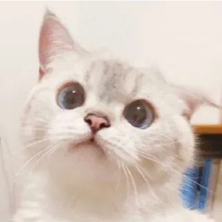 😁 Katze, Kätzchen, Haustier, Tier, süß, Hauskatze, blaue Augen telegram sticker