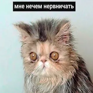 😪 мне нечем нервничать gatto, meme, animale, animale domestico, divertente, carino telegram sticker
