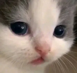 🐱 kätzchen, katze, tier, haustier, süß, niedlich whatsapp sticker