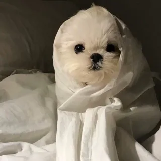 😐 dog, puppy, cute, animal, white, blanket, maltese telegram sticker