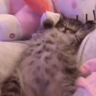 🥹 gato, gatinho, animal de estimação, animal, dormindo, fofo, animal doméstico whatsapp sticker