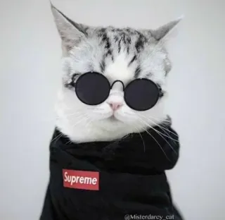 ❤ Supreme gato, gafas de sol, moda, Supreme, animal, mascota, estilo, genial whatsapp sticker