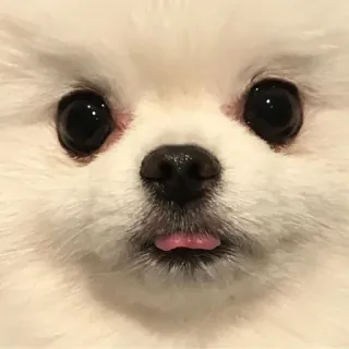 👅 dog, puppy, cute, animal, pet, pomeranian telegram sticker