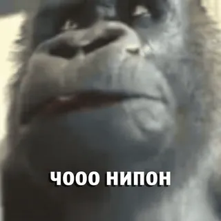 😧 ЧООО НИПОН Gorila, Animal, Meme, Russo, Macaco whatsapp sticker
