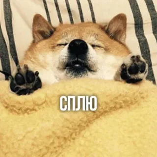 😴 СПЛЮ หมา, นอนหลับ, ชิบะอินุ, สัตว์, น่ารัก telegram sticker