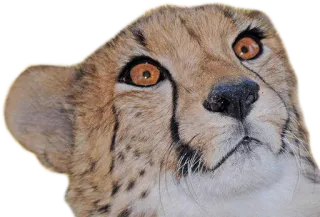 👻 cheetah, animal, wildlife, cat, spotted, mammal whatsapp sticker
