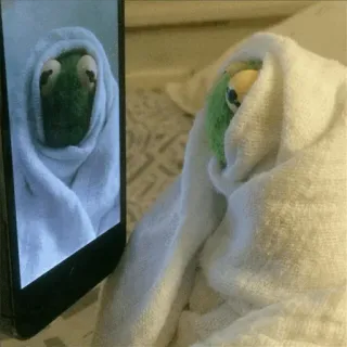 👿 Kermit kermit la rana, pupazzo, meme, asciugamano, divertente, carino whatsapp sticker