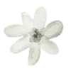 🌼