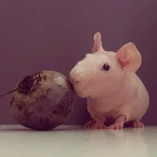 🤪 cavia, senza pelo, animale domestico, animale, barbabietola, carino whatsapp sticker