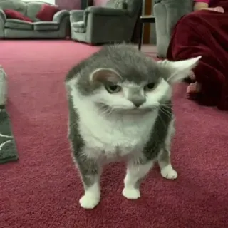 Sad cats whatsapp stickers