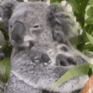 💞 coala, animal, fofo, vida selvagem, austrália, marsupial whatsapp sticker