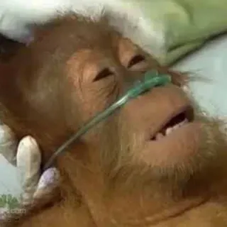 😵 orangutan, chory, tlen, małpa człekokształtna, zwierzę, szpital telegram sticker