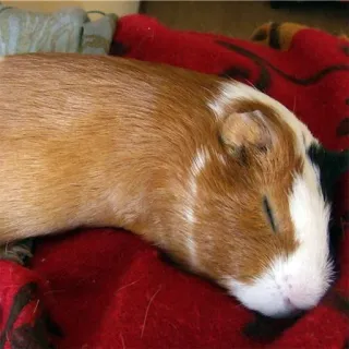 😴 guinea pig, animal, pet, rodent, sleeping, cute telegram sticker