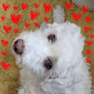 ❤️ cão, filhote, fofo, corações, animal de estimação, animal, amor, raça de cão telegram sticker