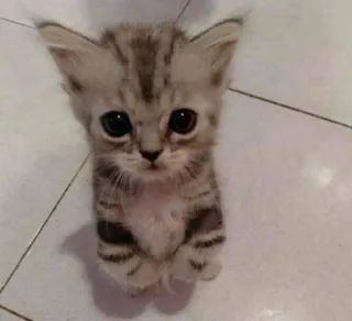 🤩 cat, kitten, cute, pet, animal, tabby, domestic cat, feline whatsapp sticker