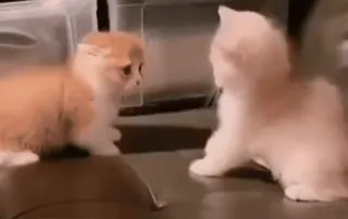 👊 котёнок, кошка, милый, животное, питомец, кошачий whatsapp sticker