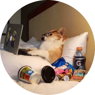 Corguage telegram stickers