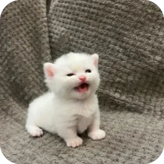 😴 cat, kitten, white cat, animal, cute telegram sticker