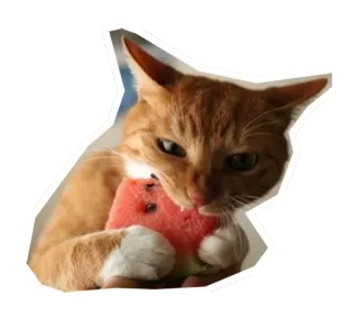 🍉 แมว, แตงโม, สัตว์, สัตว์เลี้ยง, อาหาร, น่ารัก, สติกเกอร์ telegram sticker