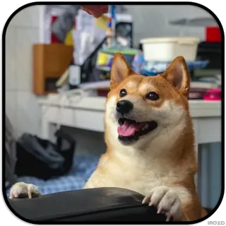 👀 dog, shiba inu, puppy, pet, happy telegram sticker