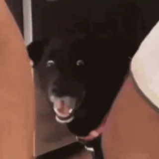 🥵 perro, perro negro, mascota, animal, animal doméstico telegram sticker