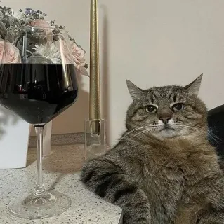 🍷 mèo, rượu vang, ly, động vật, mèo nhà, mèo mướp telegram sticker