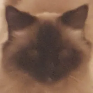 😶 chat, animal, animal de compagnie, mammifère, domestique, félin telegram sticker