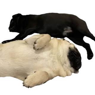 💤 pies, mops, śpiący, słodki, zwierzęta telegram sticker