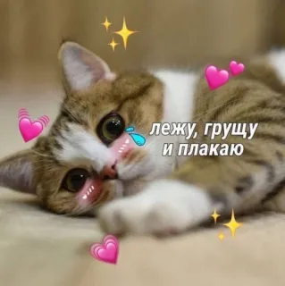 😿 лежу, грущу и плакаю แมว, เศร้า, นอน, ร้องไห้, หัวใจ whatsapp sticker