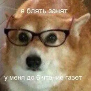 🤓 я блять занят
у меня до 6 чтение газет cachorro, óculos, meme, lendo, jornal, russo, palavrão telegram sticker