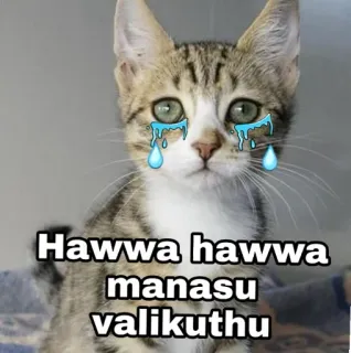 😂 Hawwa hawwa manasu valikuthu gato, chorando, triste, meme, animal, adesivo telegram sticker