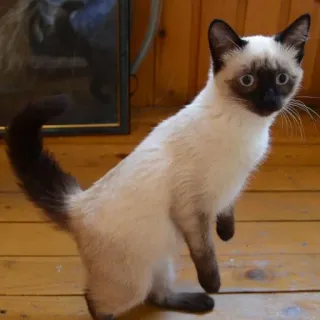 🌝 Katze, Siamese, Haustier, Tier, süß telegram sticker