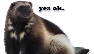 👌 yea ok. 金刚狼, 动物, 梗, 好的, 搞笑 whatsapp sticker