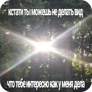 🖼 кстати ты можешь не делать вид что тебе интересно как у меня дела 나무, 숲, 햇빛, 인용구, 자연 telegram sticker