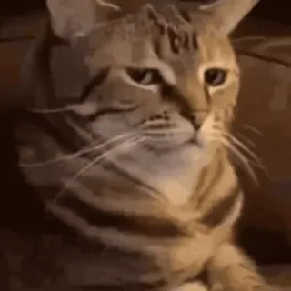 🤨 gato, animal, mascota, felino, gato doméstico whatsapp sticker