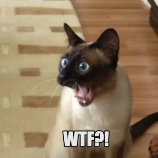 😱 WTF?! gato, wtf, impactado, gracioso, meme, exclamación telegram sticker