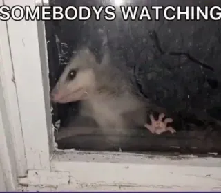 🙂 SOMEBODYS WATCHING животное, опоссум, окно, смотрит, смешной whatsapp sticker