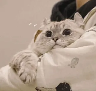 💓 кот, милый, животное, питомец, домашний кот, млекопитающее, кошачий whatsapp sticker