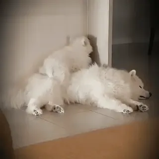 ❤️ dog, puppy, samoyed, cute, sleeping, white, fluffy telegram sticker