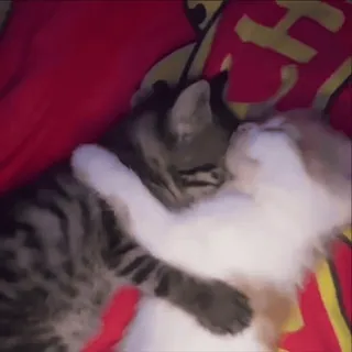 💋 gatos, abraçando, animais, animal de estimação whatsapp sticker