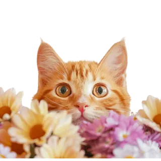 💐 gato, gatinho, flores, laranja, animal de estimação, fofo, animal telegram sticker