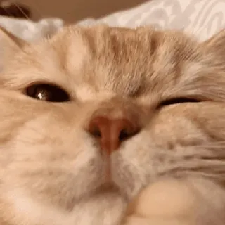 😠 gato, animal, mascota, felino, lindo, doméstico telegram sticker