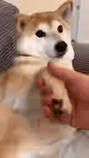 🤝 Doge Doge Meme telegram sticker