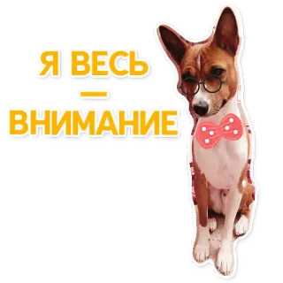 🤓 Я весь - внимание dog, glasses, attention, bowtie, cute, animal telegram sticker