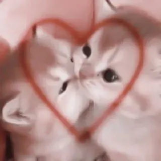 🎀 猫, 小猫, 心, 爱, 动物, 可爱, 浪漫 telegram sticker