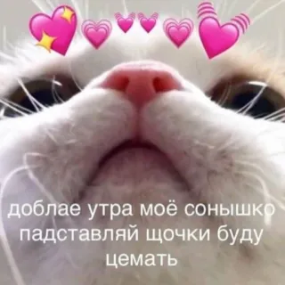 😘 доблае утра моё сонышко 
падставляй щочки буду 
цемать gato, corações, fofo, animal, animal de estimação, meme telegram sticker