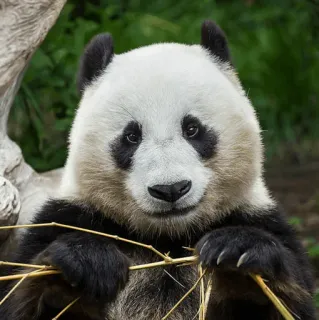 PANDA telegram stickers